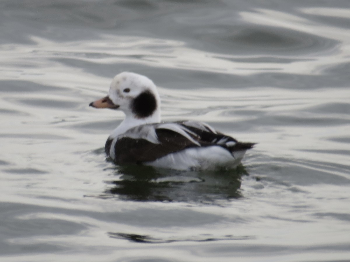 Long-tailed Duck - ML615768011