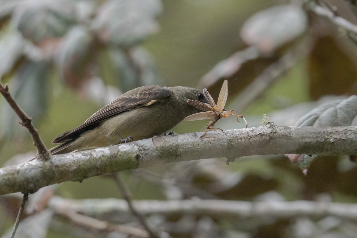 Greater Pewee - John Cahill xikanel.com
