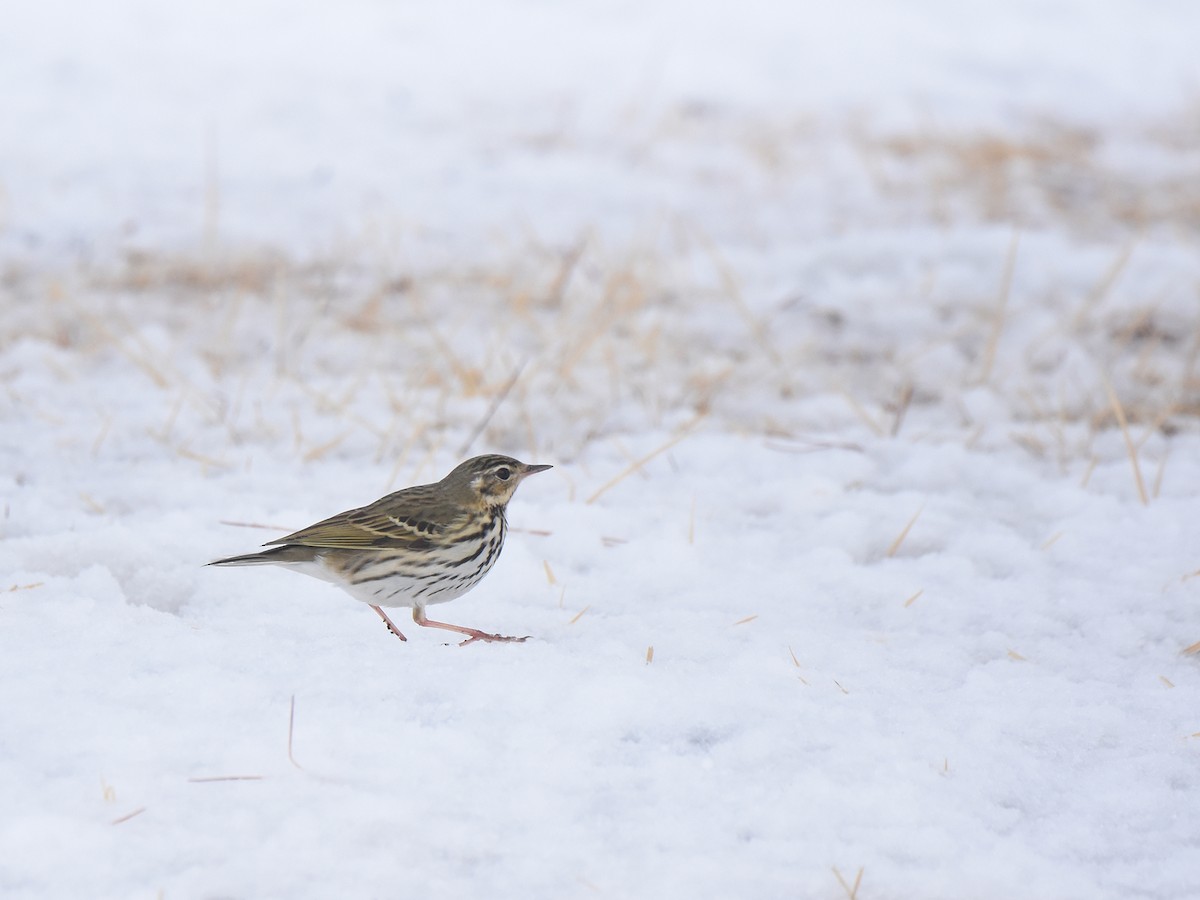 Olive-backed Pipit - ML615768073