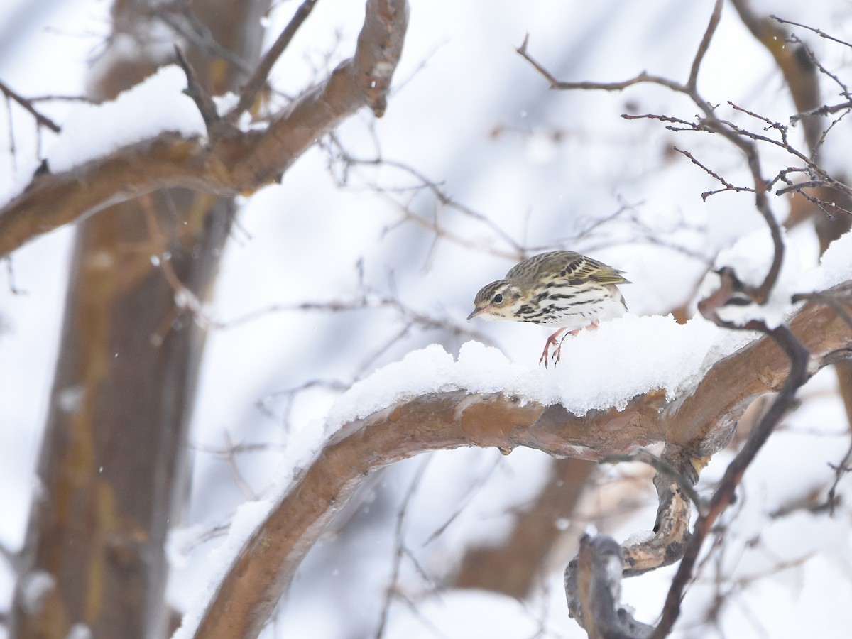 Olive-backed Pipit - ML615768074