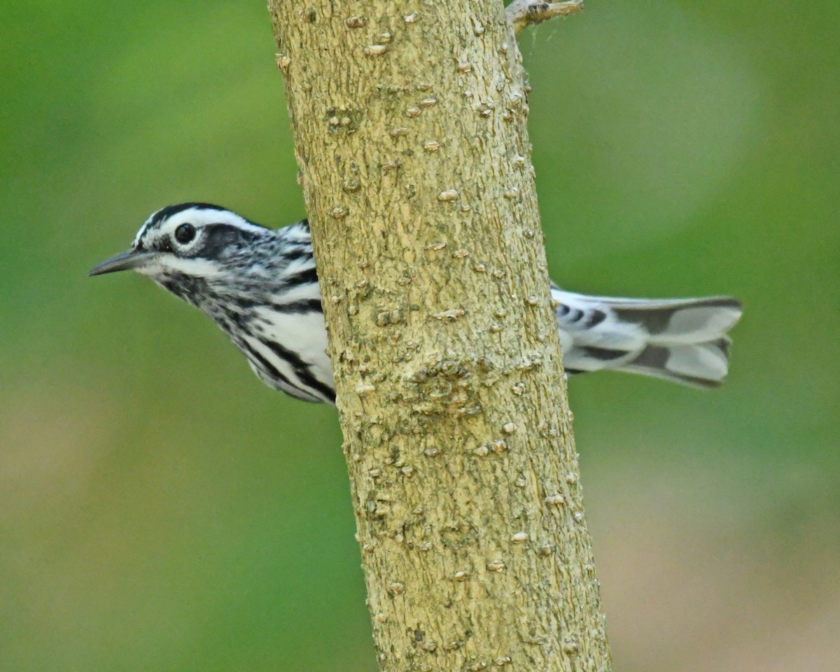 Black-and-white Warbler - ML615768148