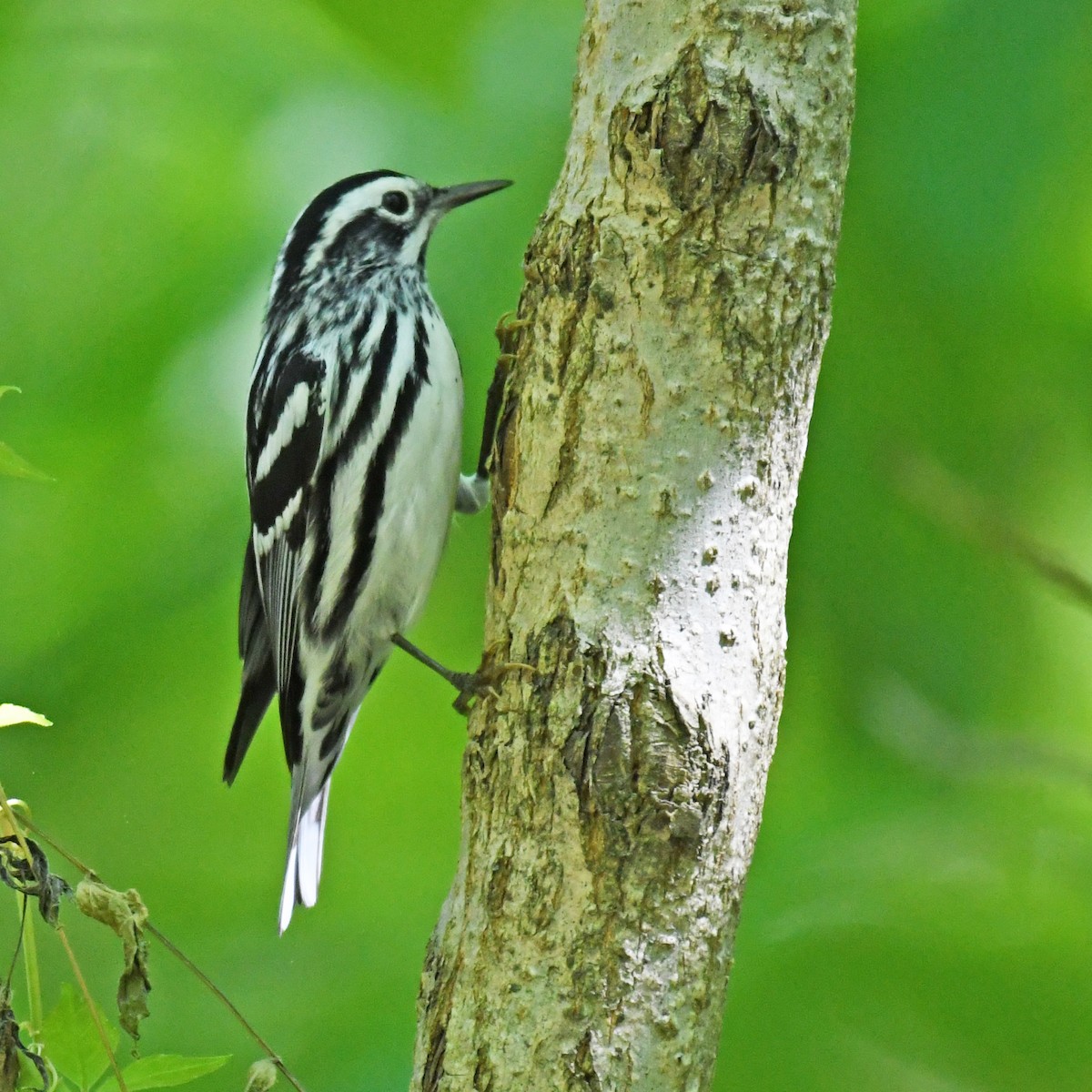 Black-and-white Warbler - ML615768149