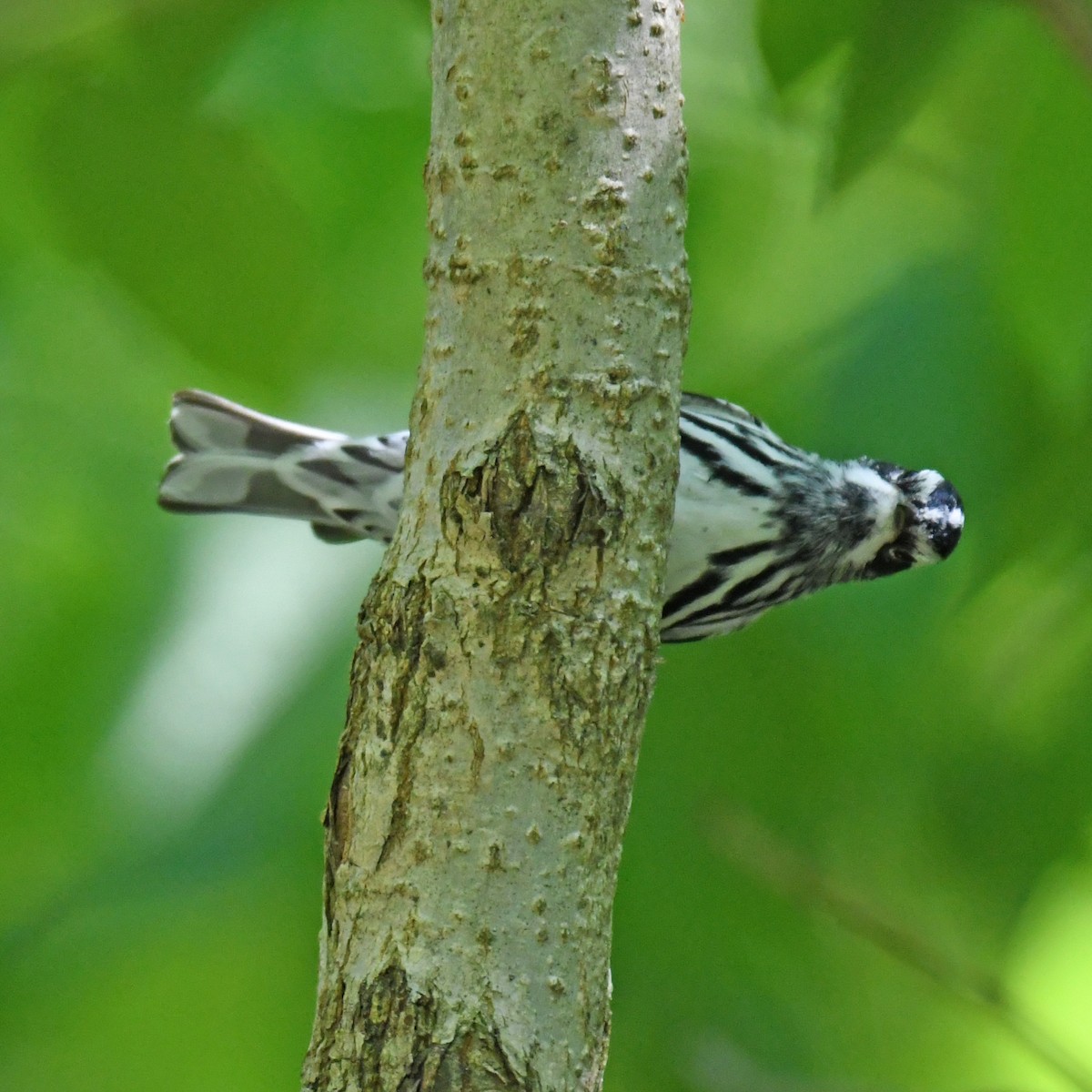 Black-and-white Warbler - ML615768151