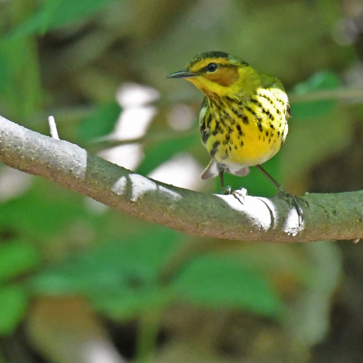 Cape May Warbler - ML615768160