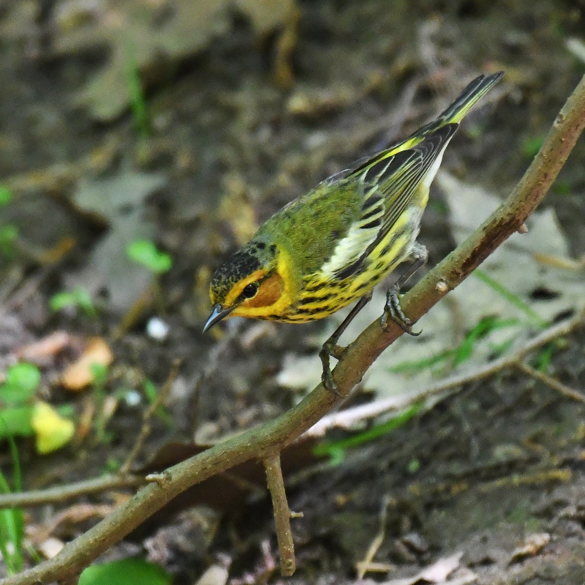Cape May Warbler - ML615768161