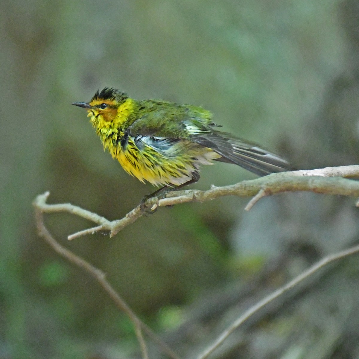 Cape May Warbler - ML615768166