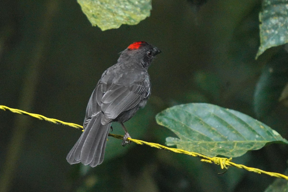 Sooty Ant-Tanager - ML615768295
