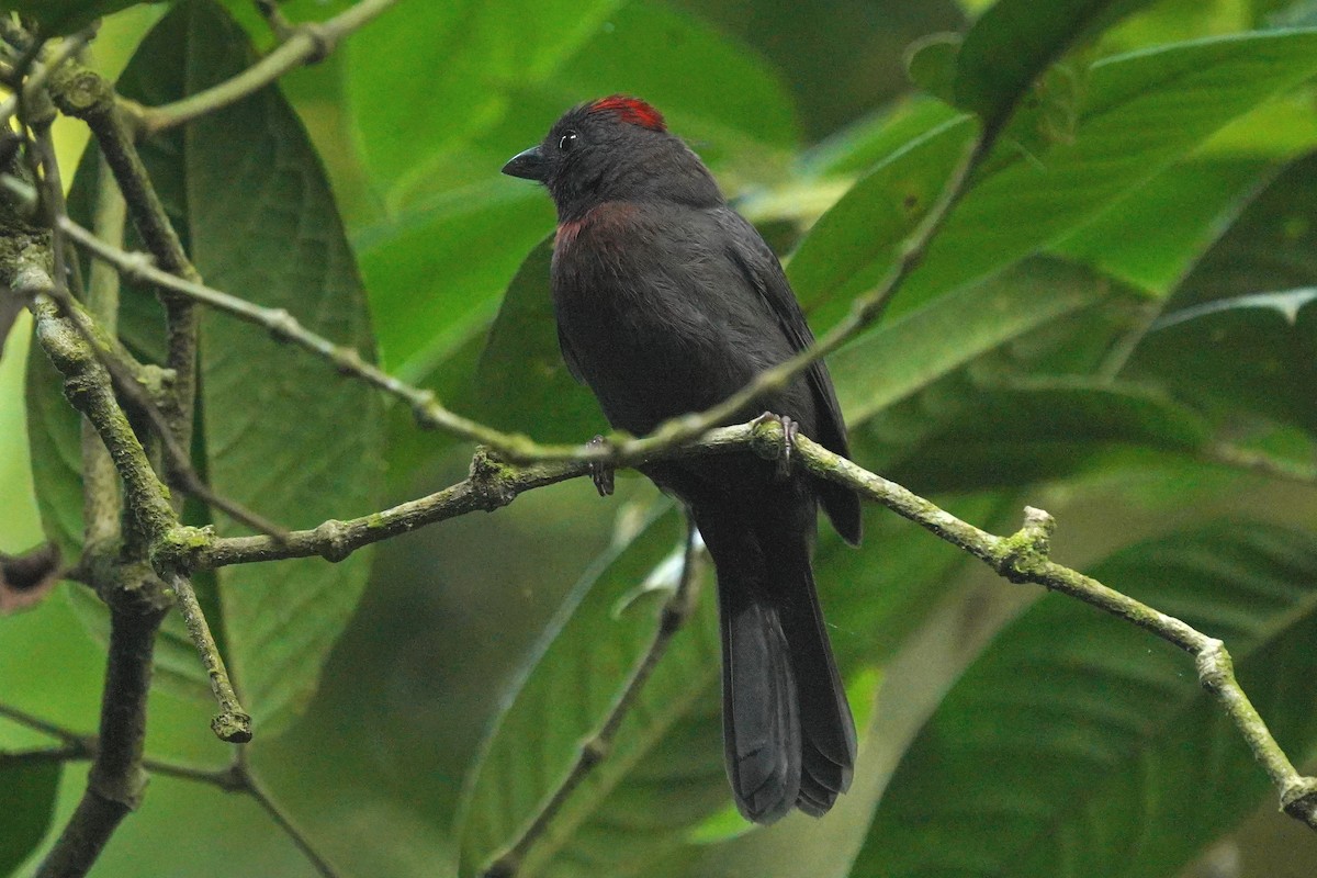 Sooty Ant-Tanager - ML615768296