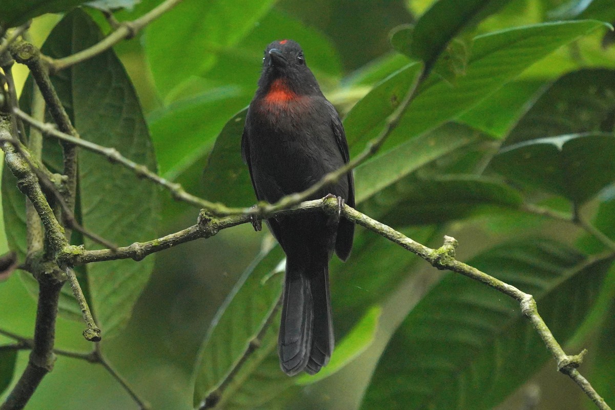 Sooty Ant-Tanager - ML615768297