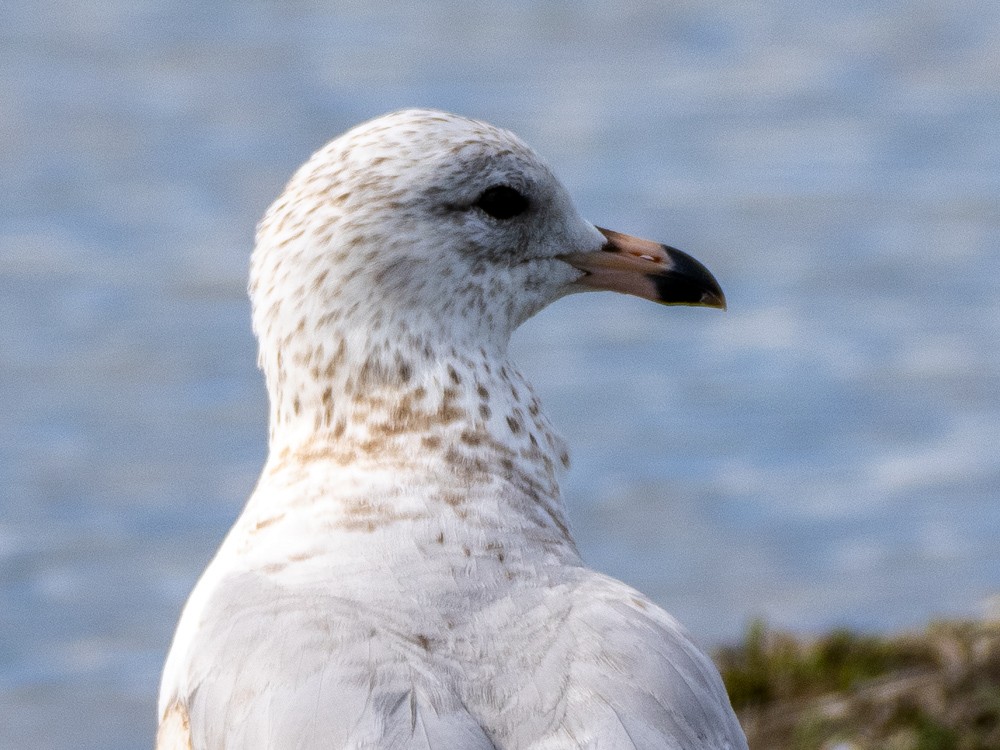 Ring-billed Gull - Pauline Yeckley