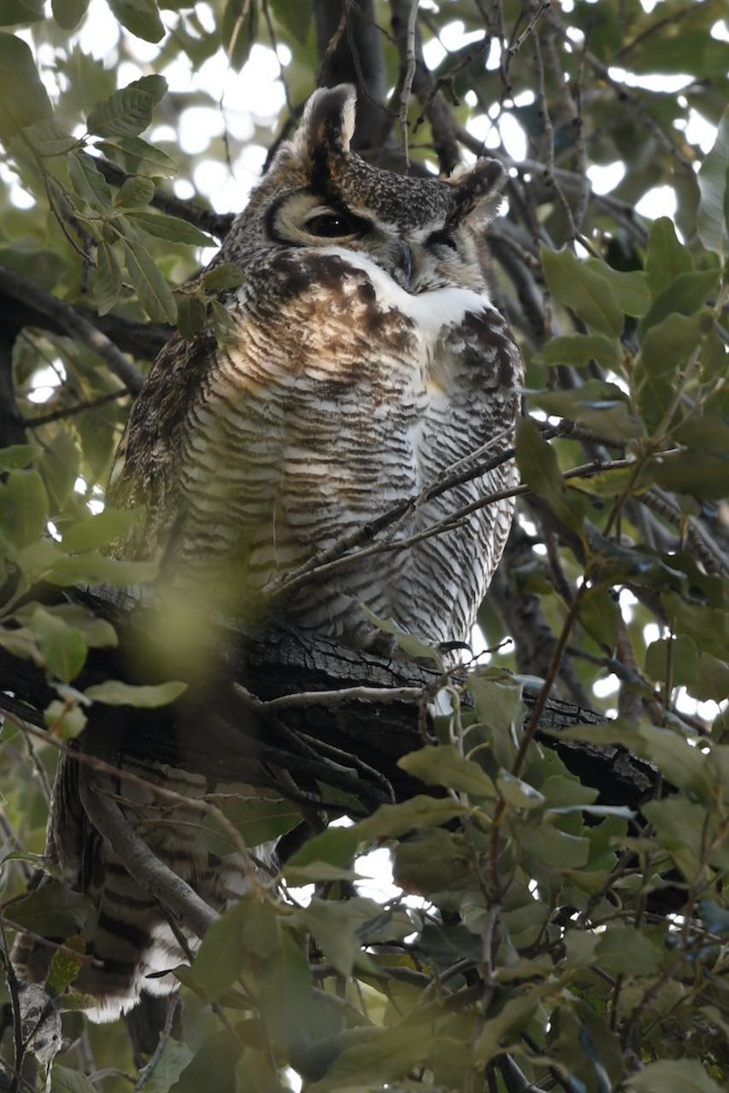 Great Horned Owl - ML615768400
