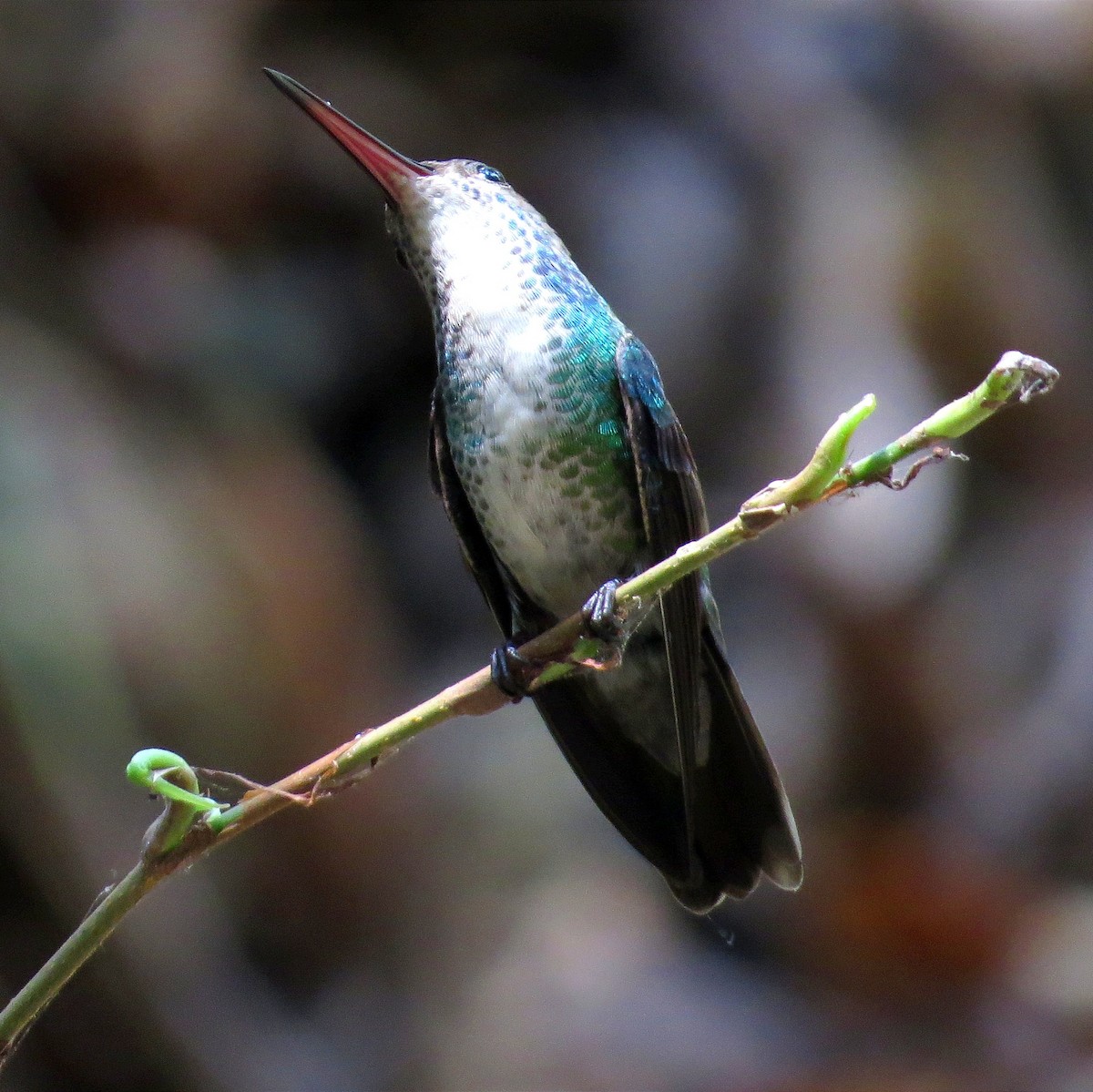 kolibřík zrcadlový - ML615768407