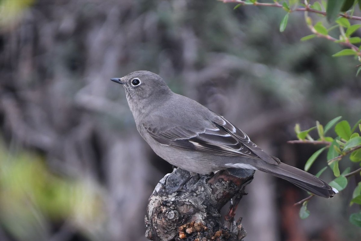 Townsend's Solitaire - ML615768425