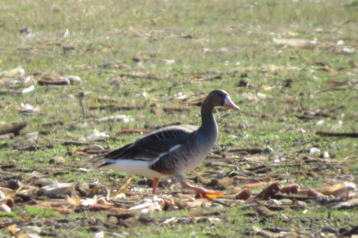 Greater White-fronted Goose - ML615768539