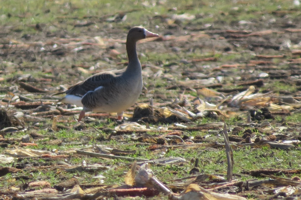 Greater White-fronted Goose - ML615768547