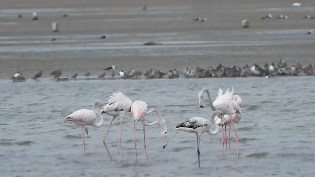 Greater Flamingo - ML615768814