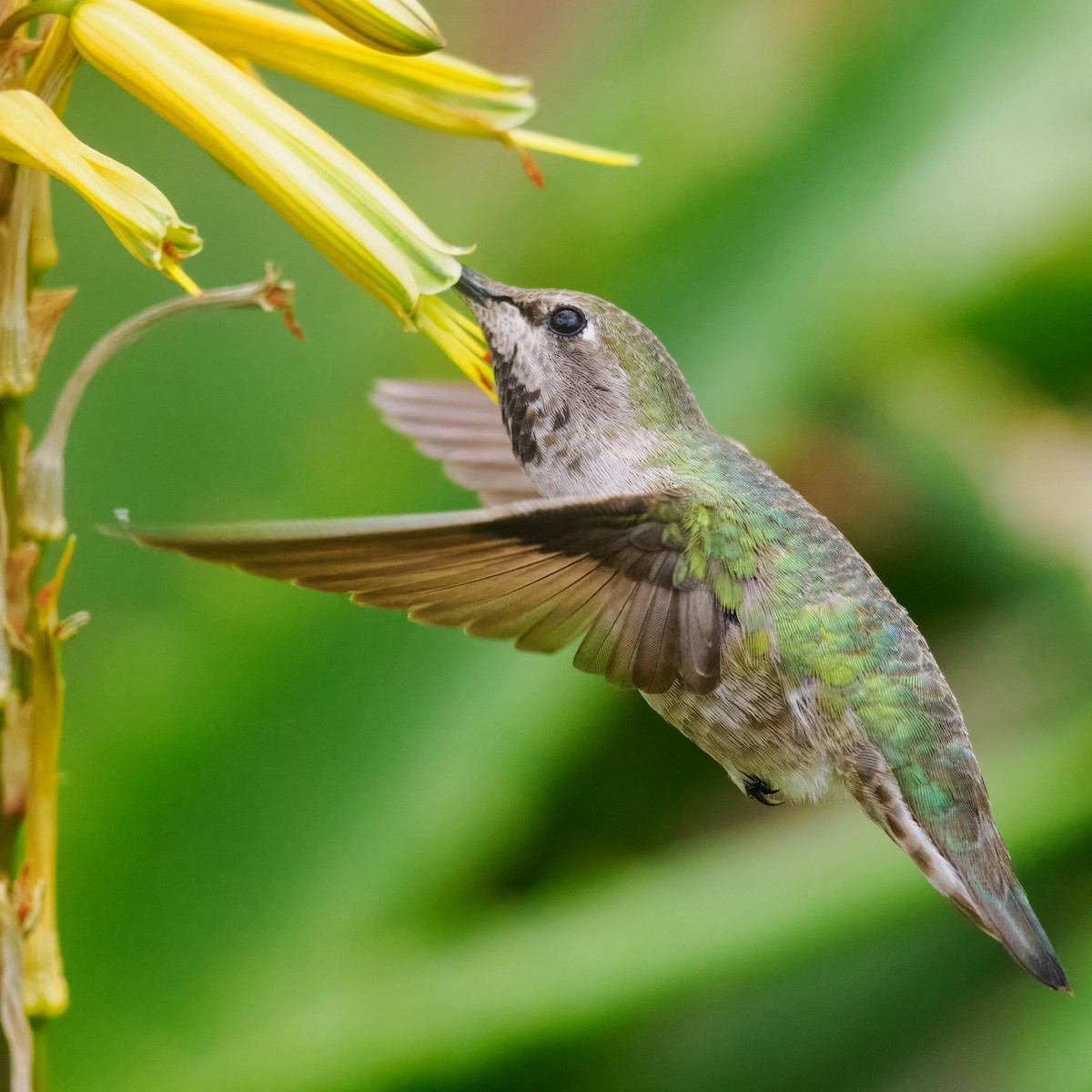 Anna's Hummingbird - ML615768832