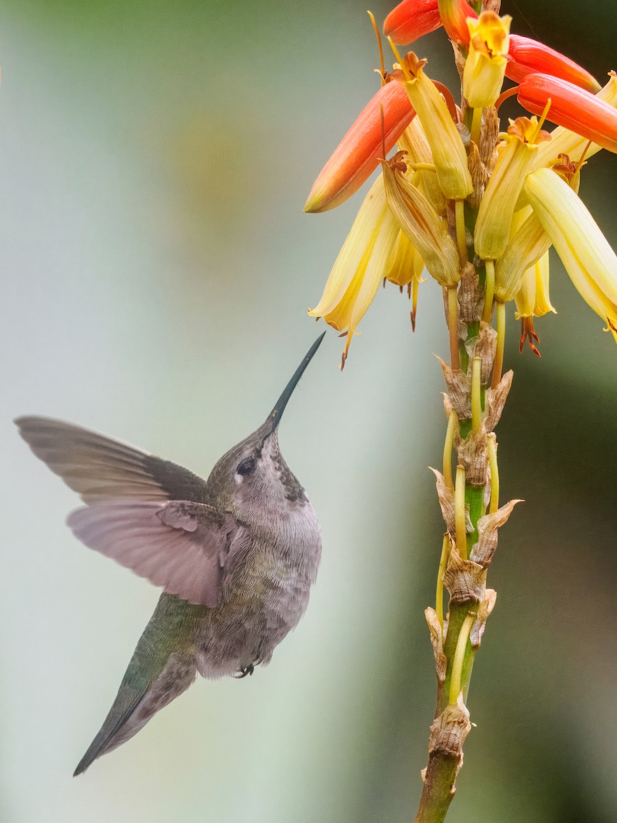 Anna's Hummingbird - Steven Meisel