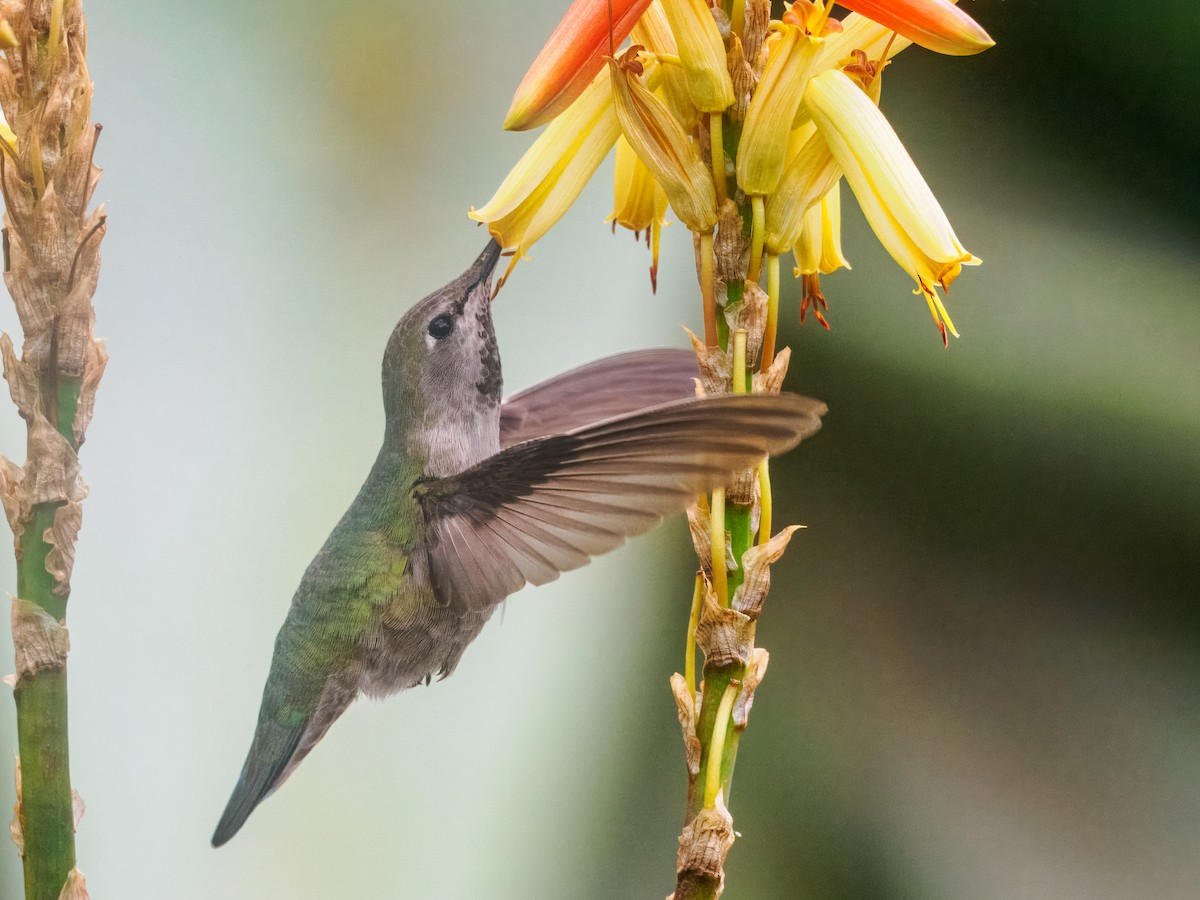 Anna's Hummingbird - ML615768834