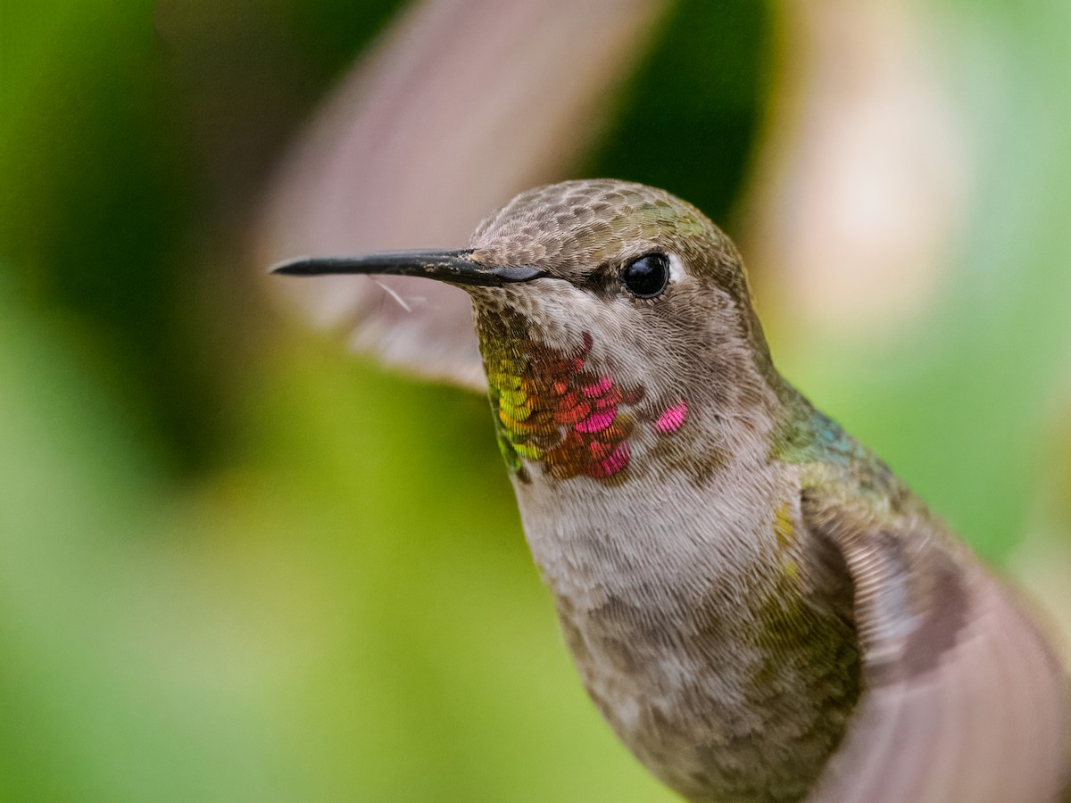 Anna's Hummingbird - ML615768835