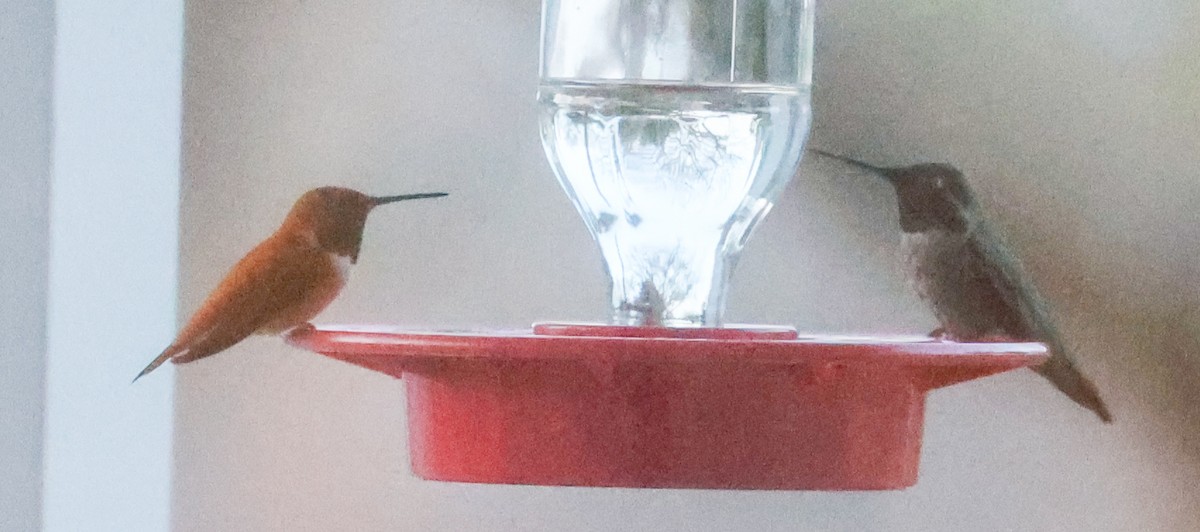 Rufous Hummingbird - ML615769057