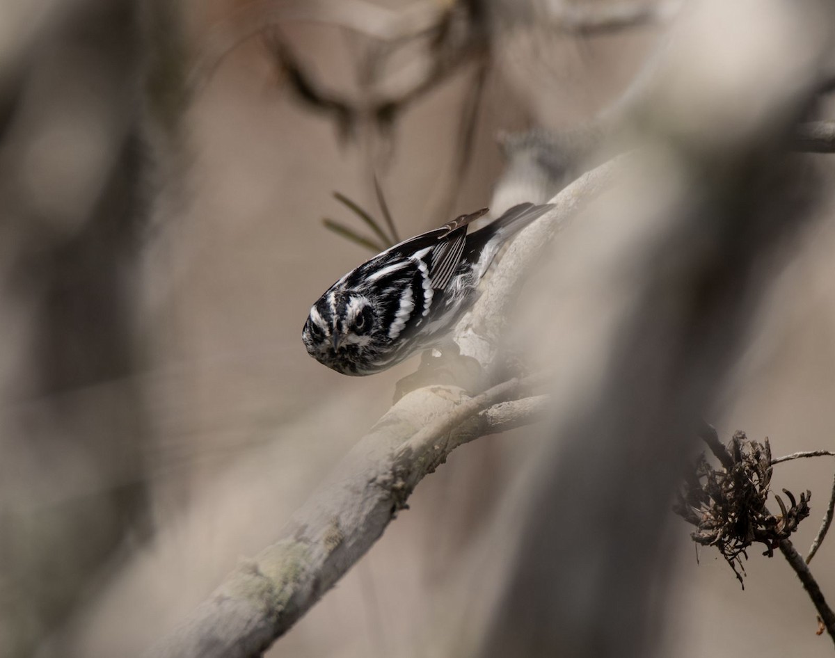 Black-and-white Warbler - Amy VanLew