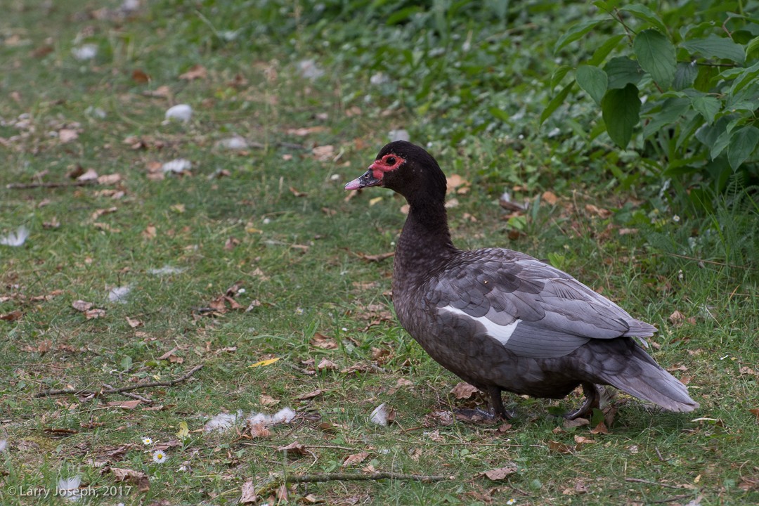 Muscovy Duck (Domestic type) - Larry Joseph