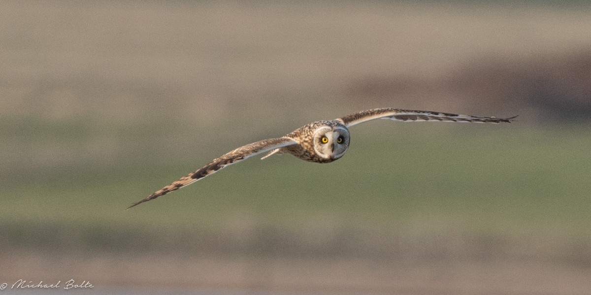 Short-eared Owl - ML615769161