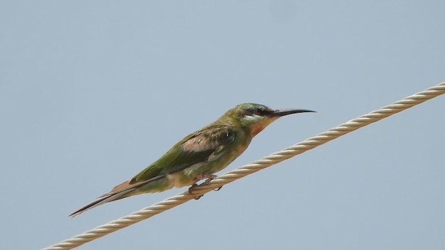 Blue-cheeked Bee-eater - ML615769277