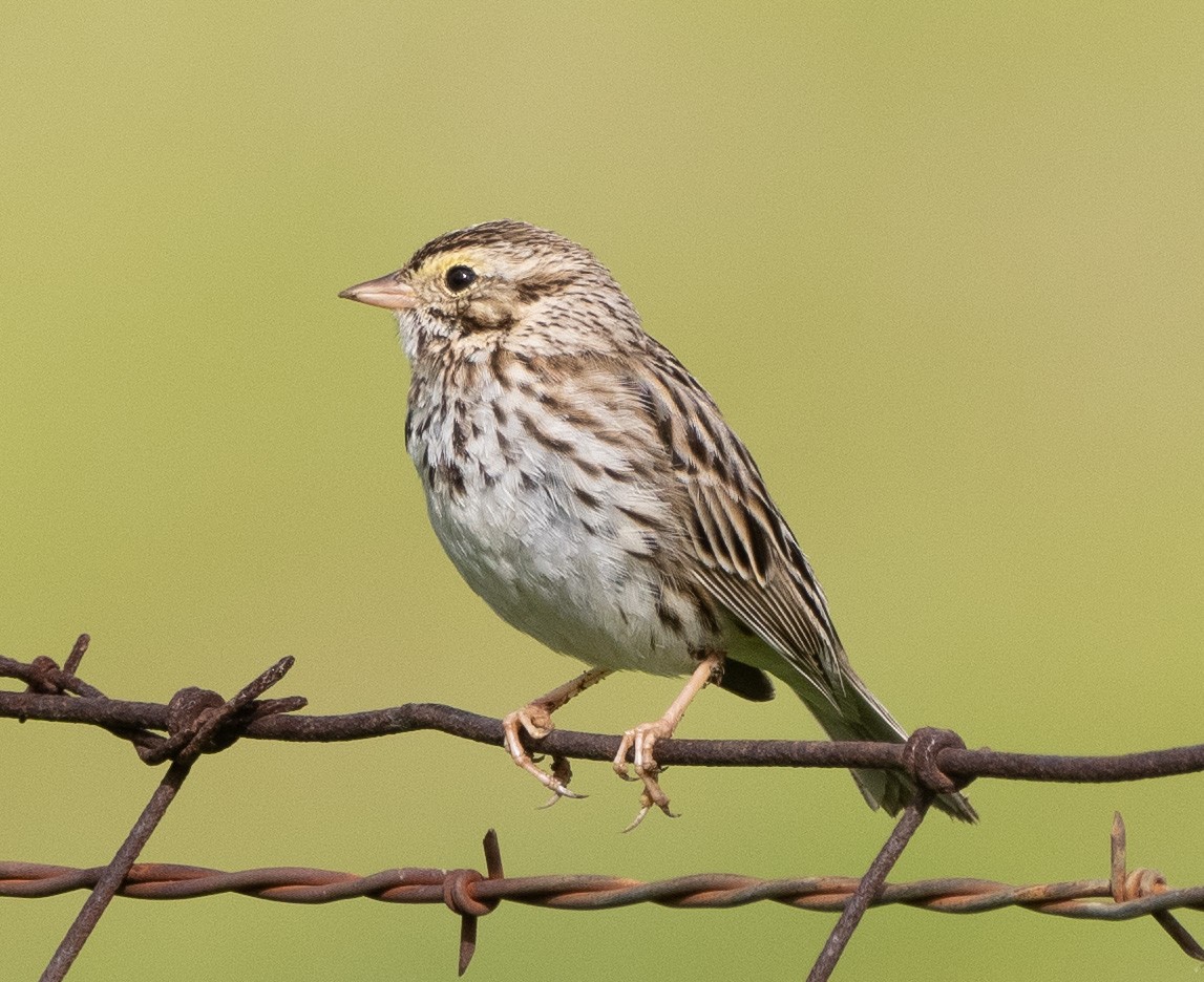 Savannah Sparrow - ML615769388
