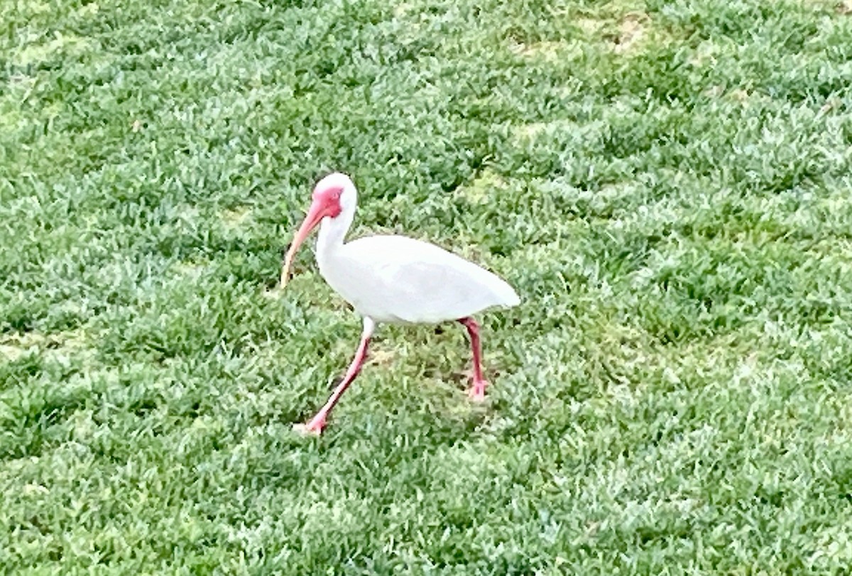 ibis bílý - ML615769599