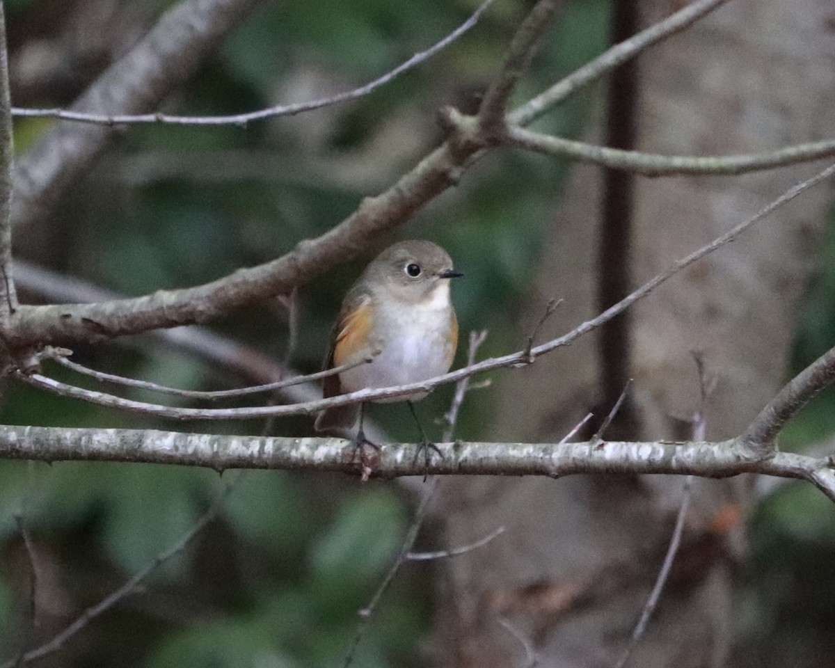 Red-flanked Bluetail - ML615769918