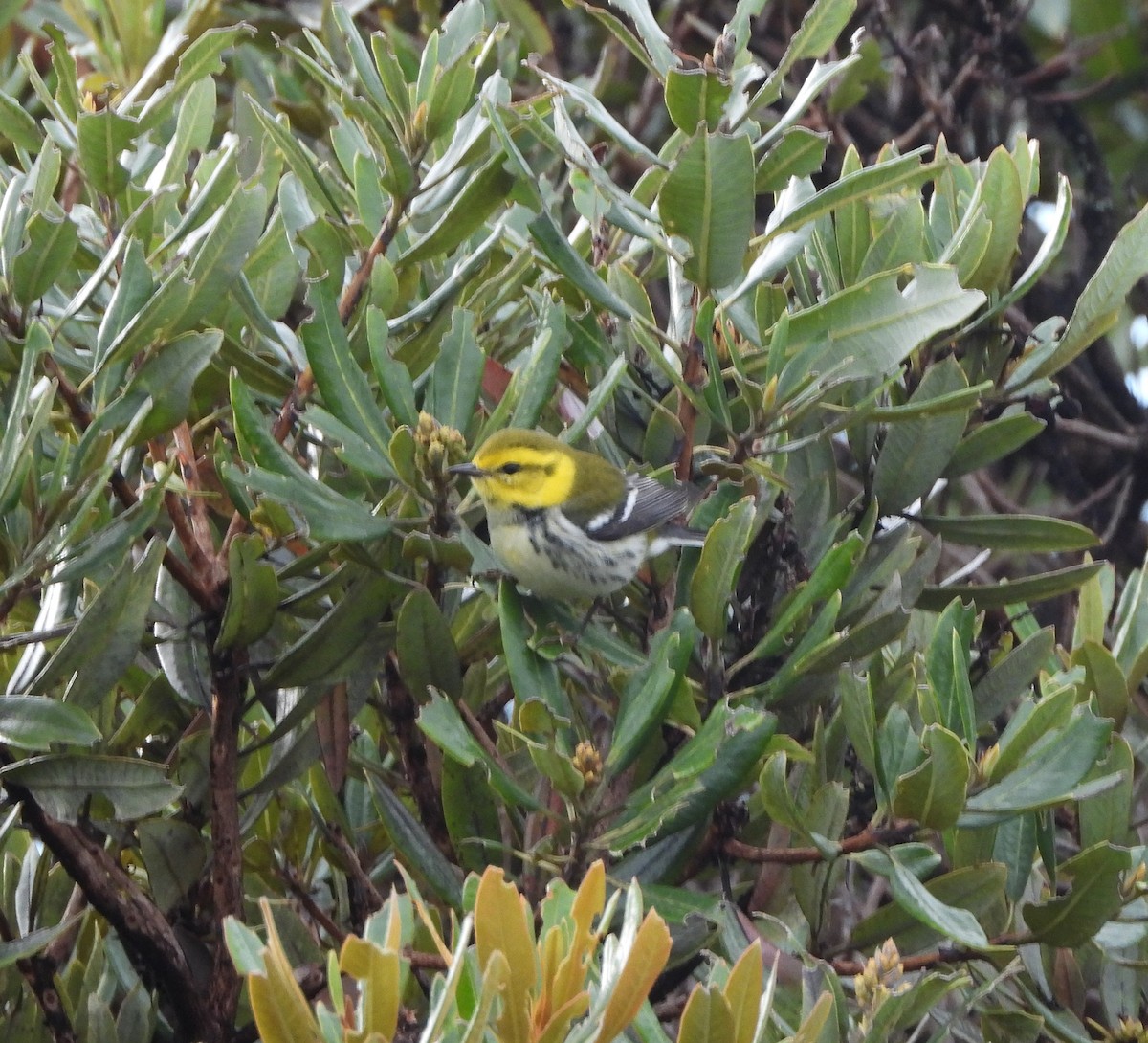 Black-throated Green Warbler - ML615769980