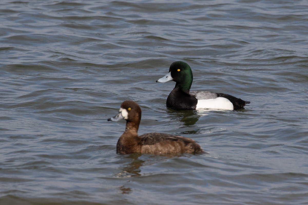Greater Scaup - ML615770142