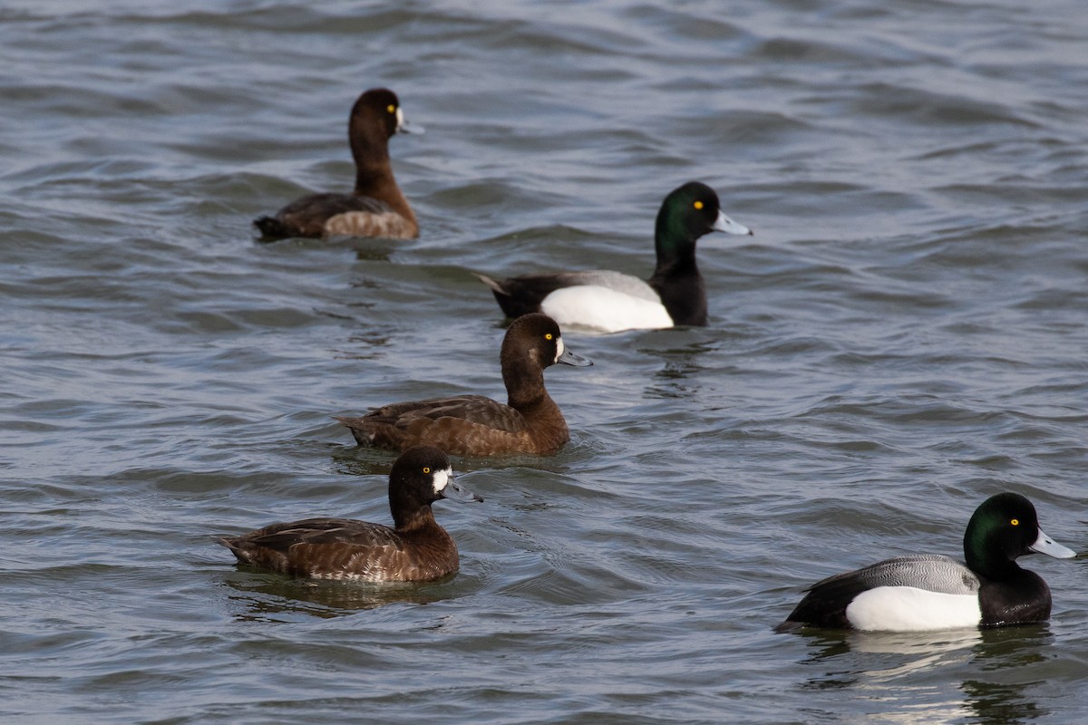 Greater Scaup - ML615770143