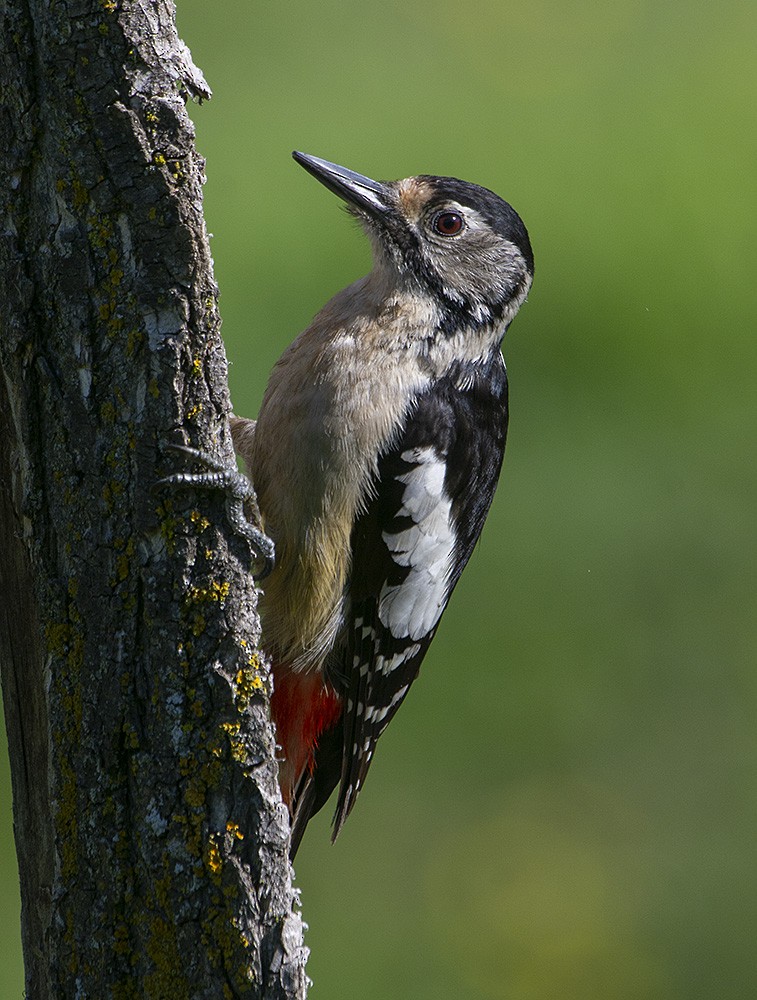 Himalayan Woodpecker - ML615770392
