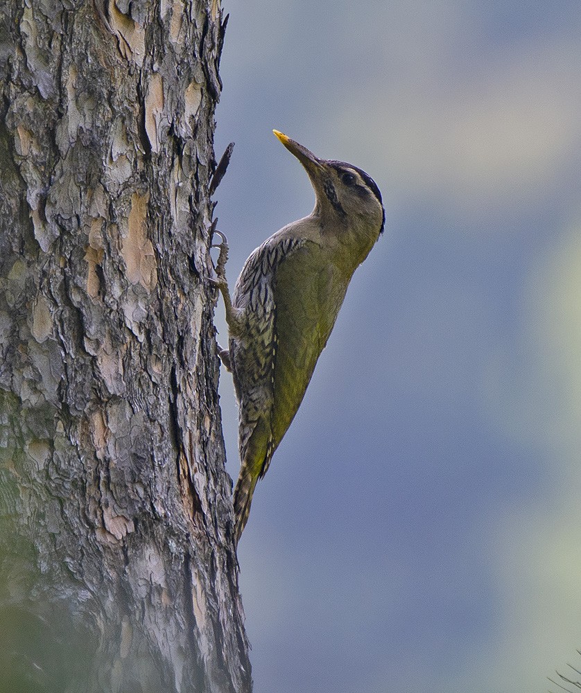 Scaly-bellied Woodpecker - ML615770482