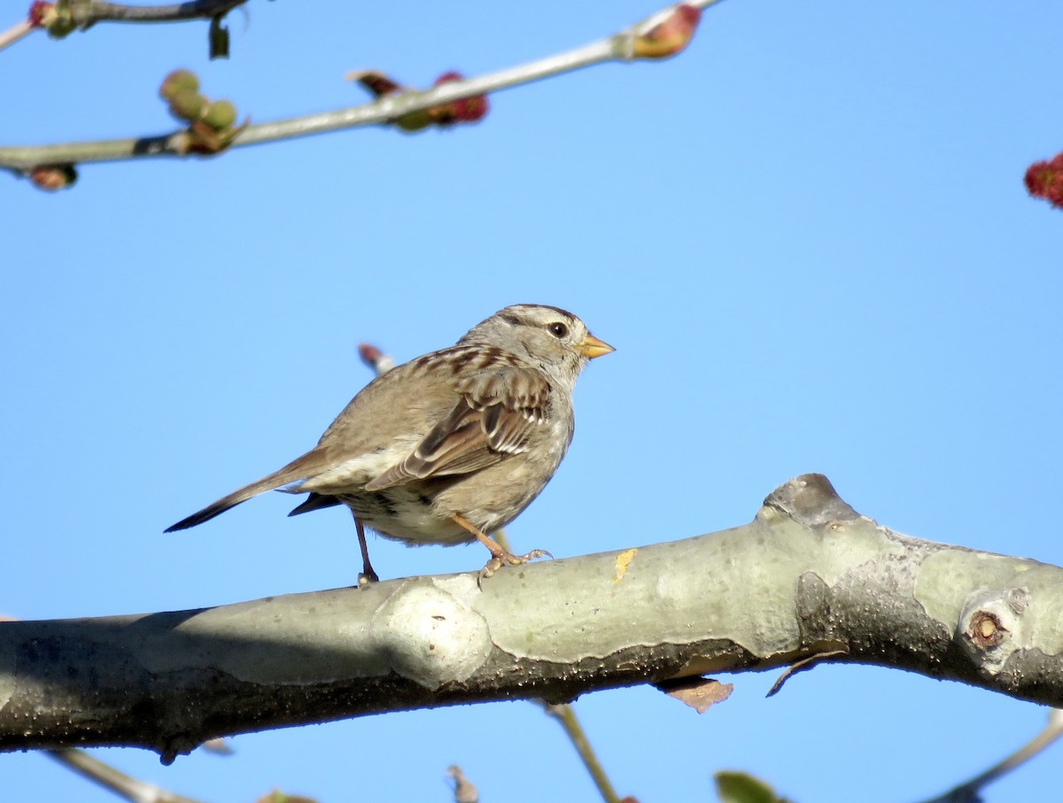 White-crowned Sparrow - ML615770521