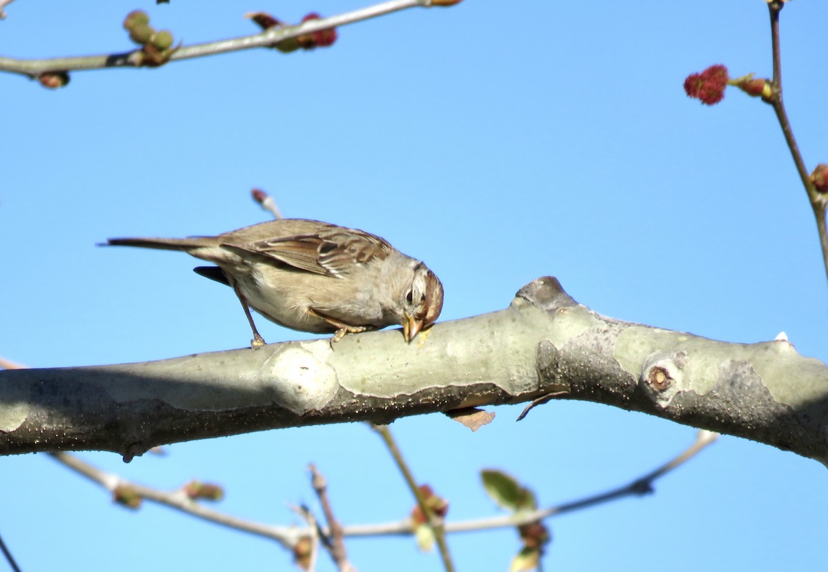 White-crowned Sparrow - ML615770522