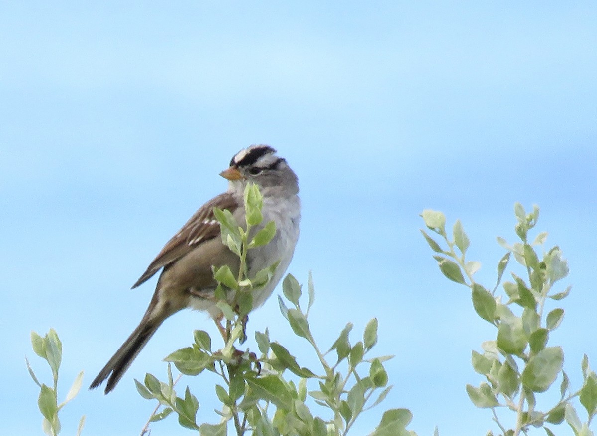 White-crowned Sparrow - ML615770523