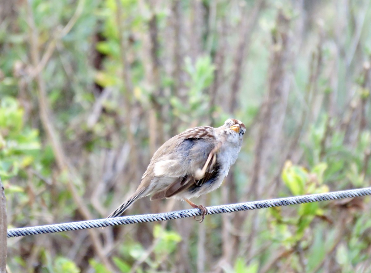 White-crowned Sparrow - Betty Van Kirk
