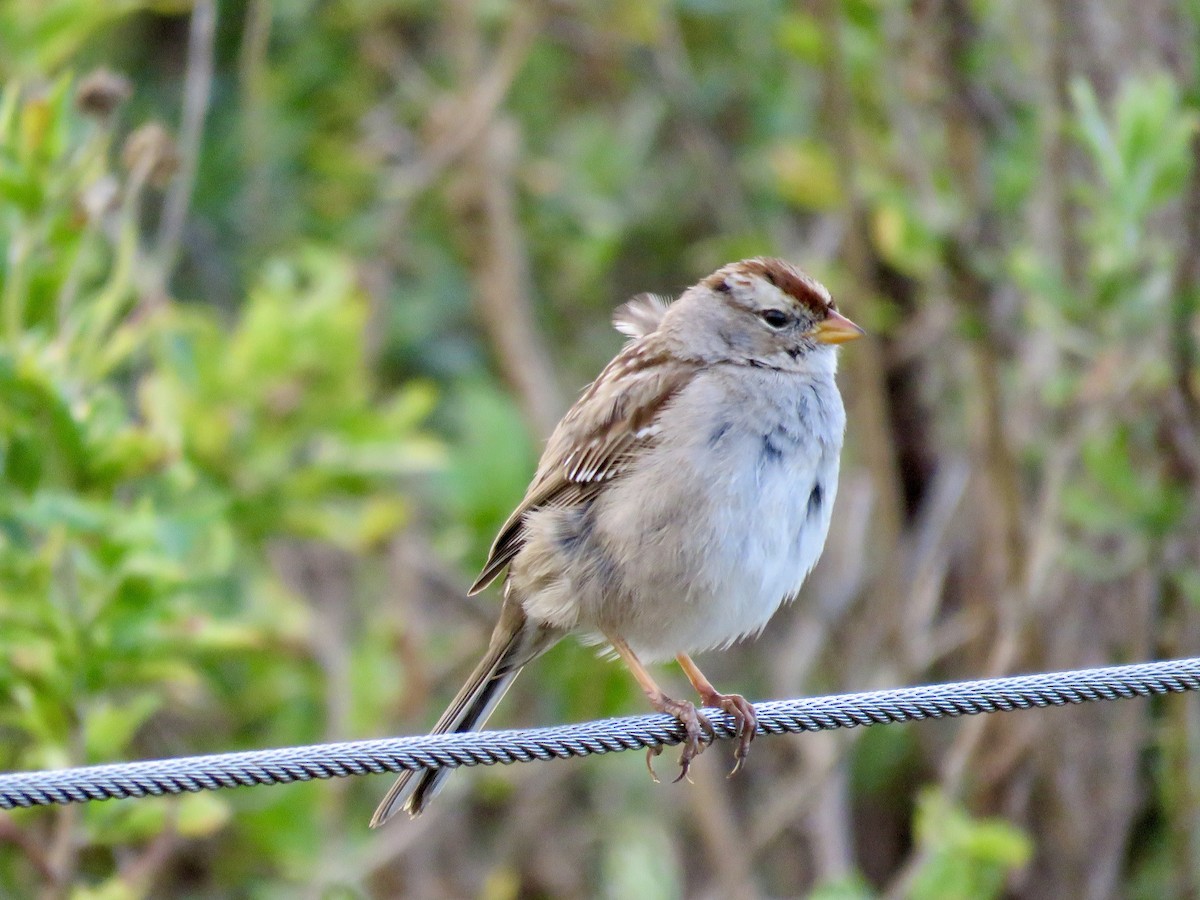 White-crowned Sparrow - ML615770528