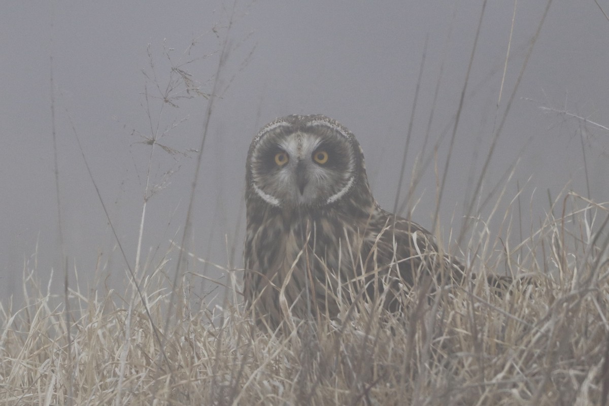 Short-eared Owl - ML615770540
