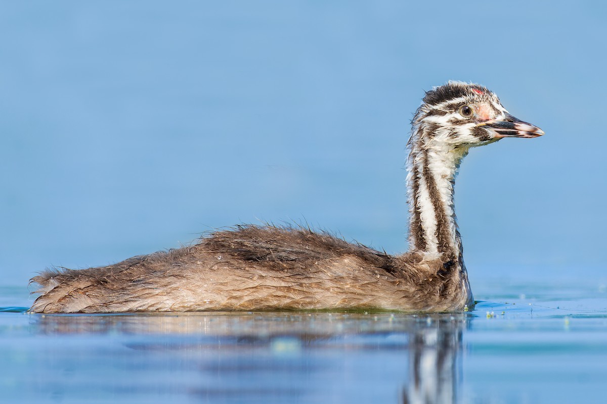 Great Crested Grebe - Rajat Chordia