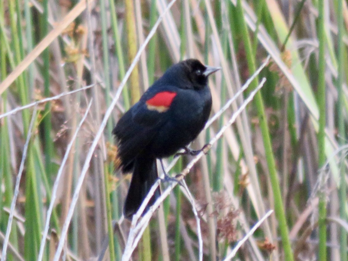Red-winged Blackbird - ML615770745