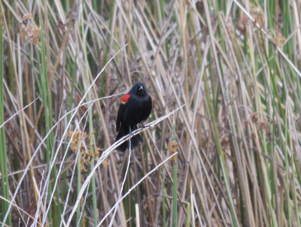 Red-winged Blackbird - ML615770746