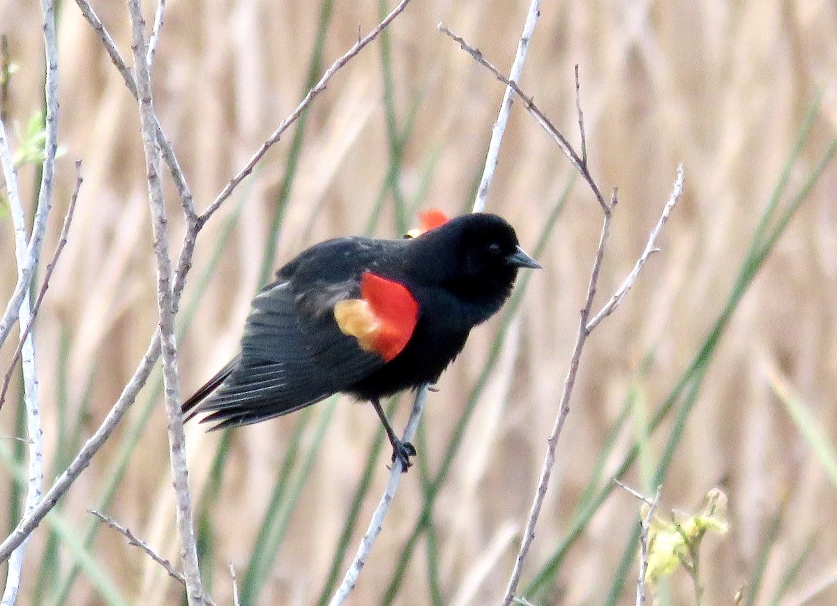 Red-winged Blackbird - ML615770747
