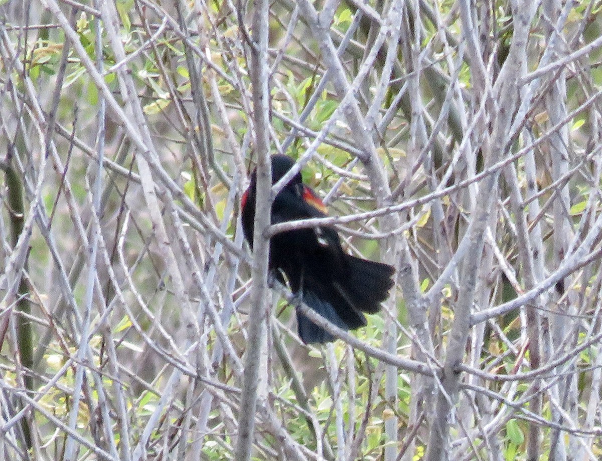 Red-winged Blackbird - ML615770748