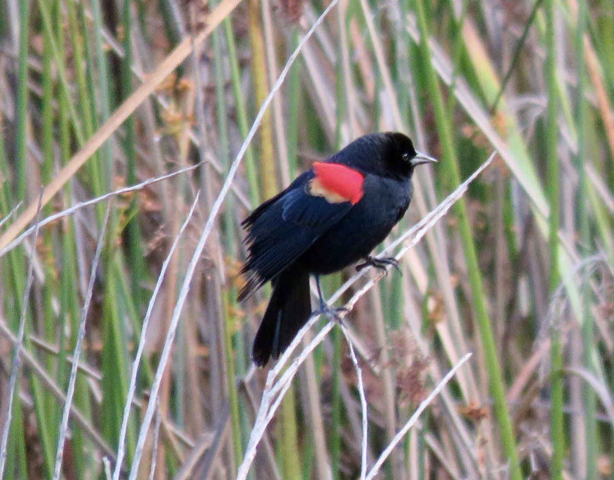 Red-winged Blackbird - ML615770749