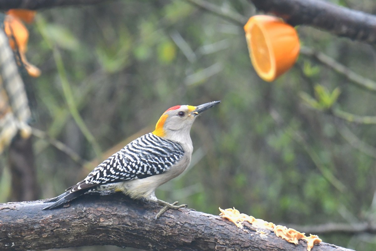 Golden-fronted Woodpecker - ML615770772